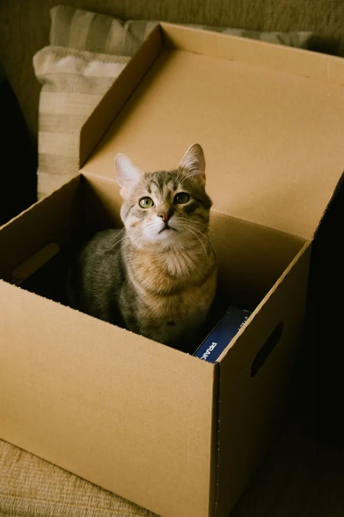 En katt sitter i en öppen flyttkartong och tittar upp